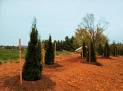 Cedar Lawn Memorial Park, Roanoke, VA Tree Planting Project