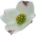 Dogwood Blossom